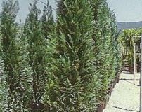 Buitenbomen div. soorten en maten