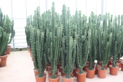cactussen div. mogelijkheden