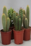 phoca_thumb_l_0121