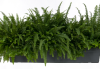 pv66