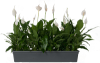 pv69