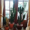 cactus175cm-1