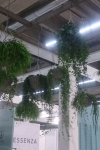 div hangende vetplanten