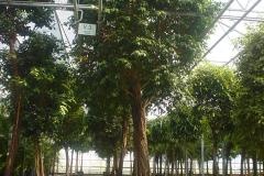 Grote bomen div. soorten en maten