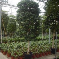 fibrosa-4001