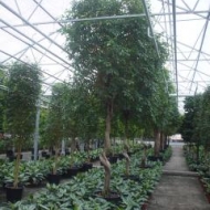 ficus-benjamina-5001