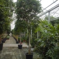 ficus-binnedijkii-4001