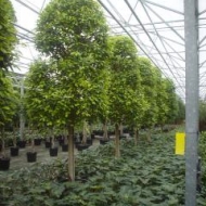 ficus-mon-4001