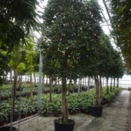 ficus-ovali-5001