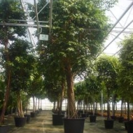 ficus600400