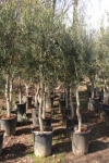 olijf-225-dikkere-stam-planta