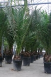 phoenixcanariensis