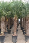 trachycarpuspalm225