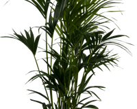 Planten 125cm tot 250cm