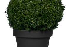 Planten tot 125cm